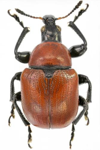 Réf. 317 489 : Attelabus nitens
